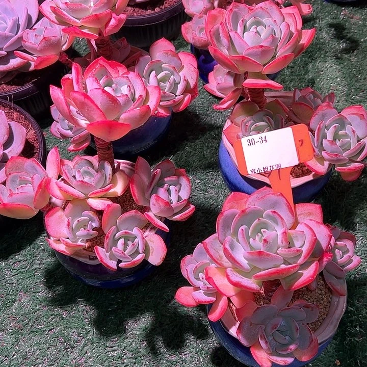 30.34白月光一个脱土