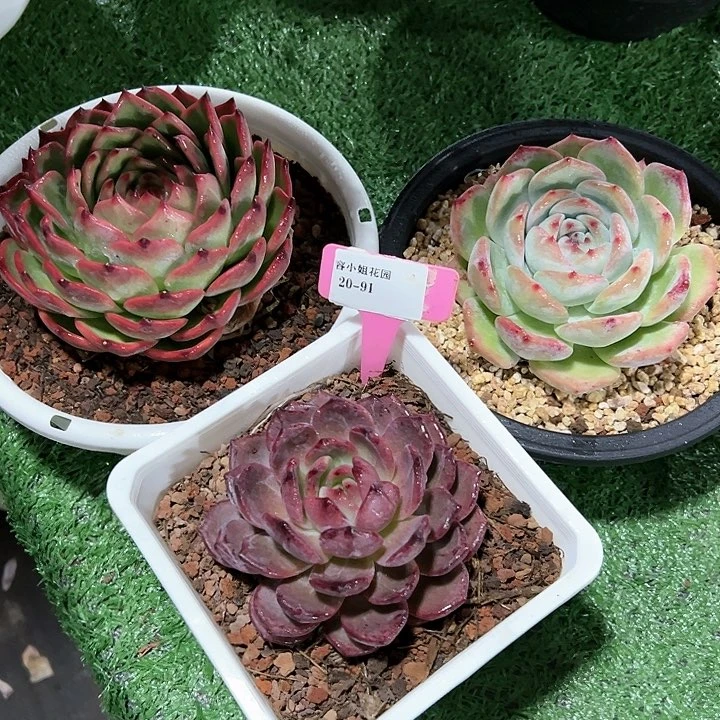 20.91一筐多肉植物脱土