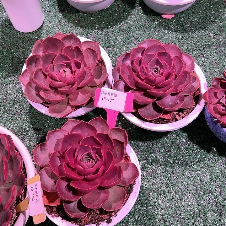 19.123红灯一个有瑕