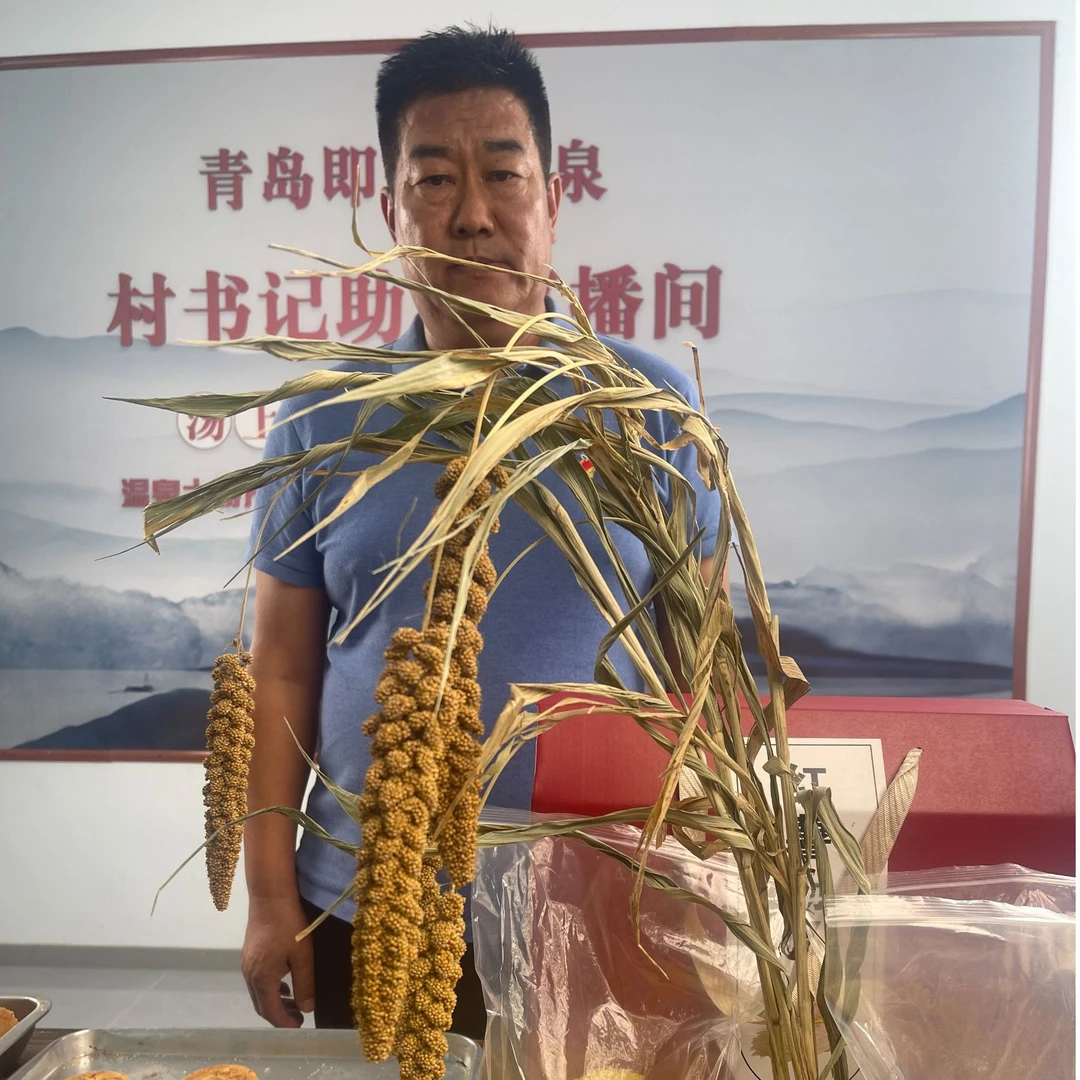 社生后街村自产小米：自村村民种植今年大田春新鲜小米 数量不多