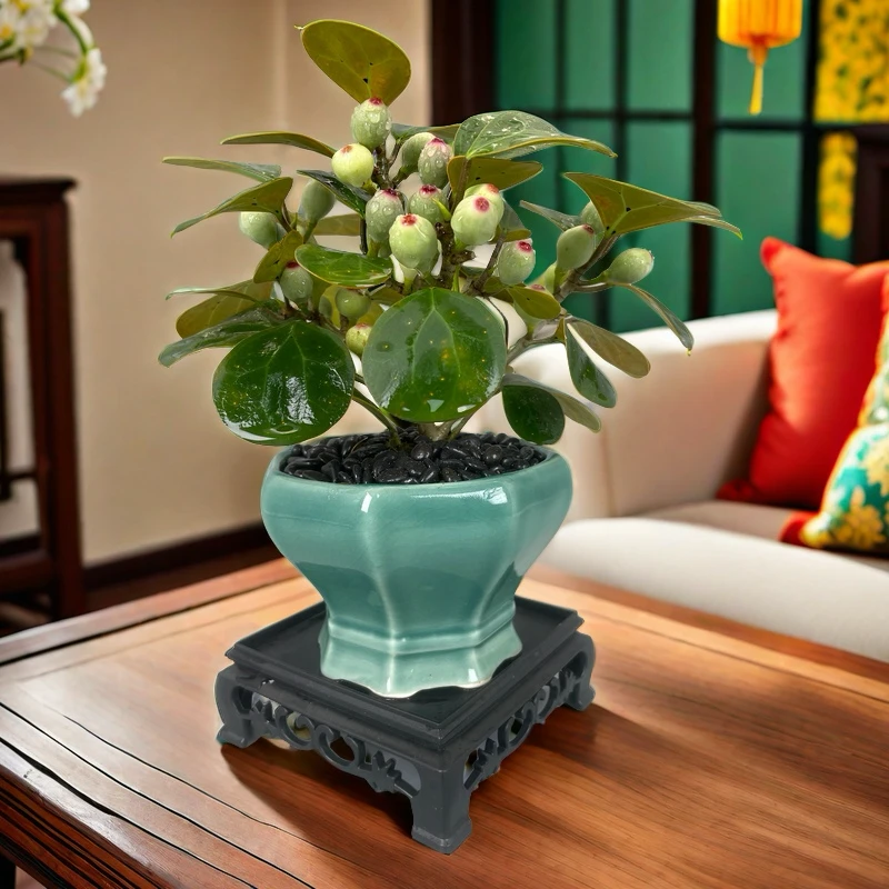 【多果菩提】小盼菩提室内盆栽茶桌书桌办公桌花卉绿植室内好养绿植