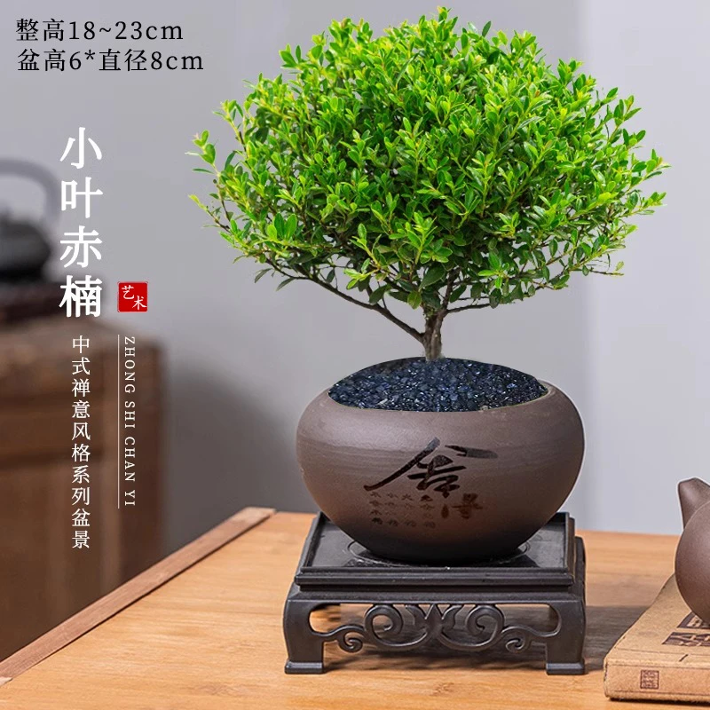小叶赤楠老桩盆栽迷你植物花卉办公室内桌面小绿植好养四季盆景
