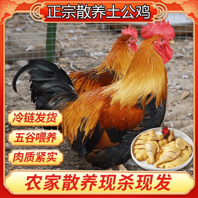 拍一发二农村散养大公鸡土公鸡肉质鲜嫩到手两只共5.7-6斤