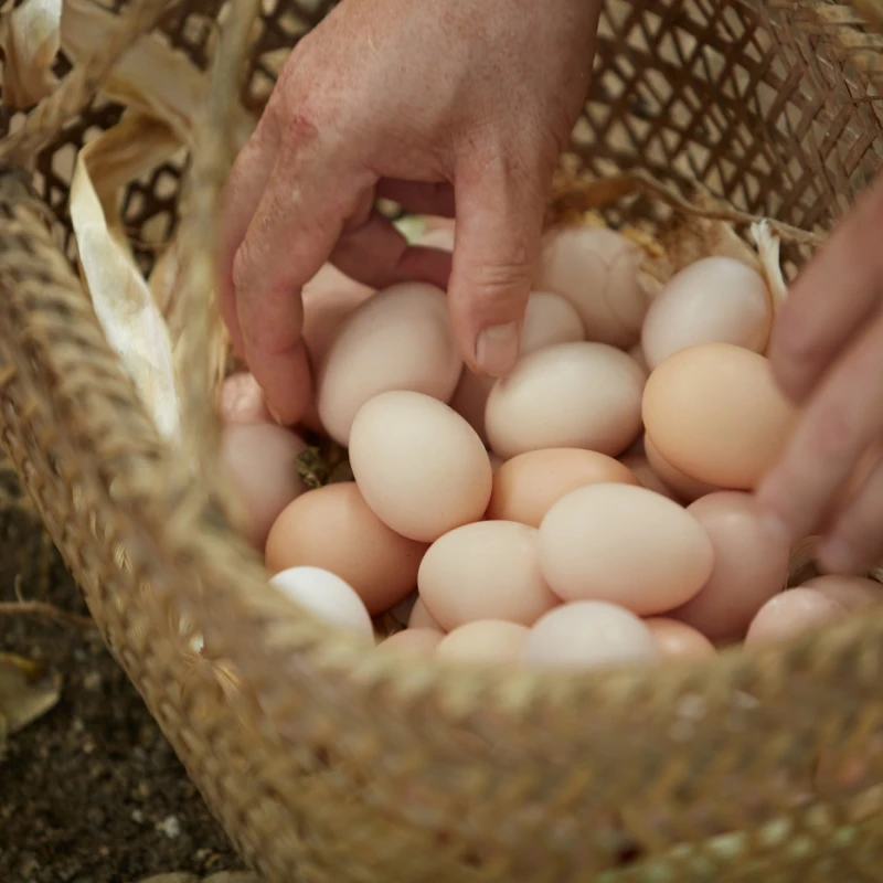 【50枚】新鲜粉壳土鸡蛋 正宗农家散养鸡蛋 45±5g/枚 净重4.2-4.5斤