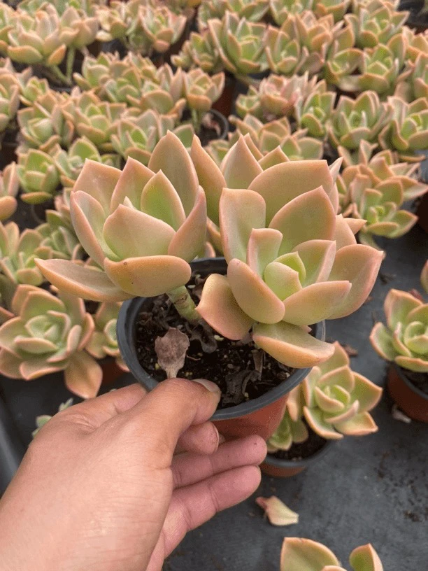 鹤氏2头起发 满9.9包邮