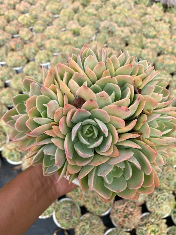 丝绸面纱 整群 满9.9包邮