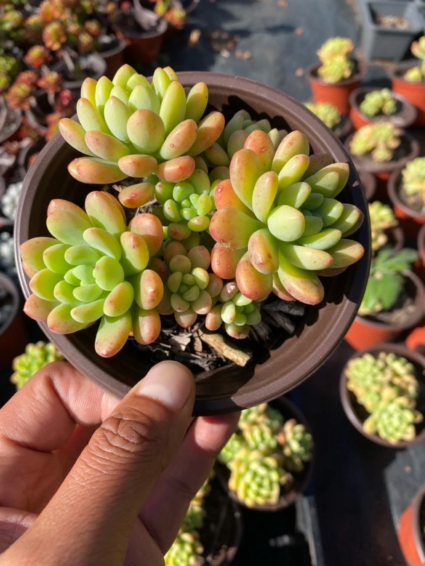 小香格里拉 2盆 满9.9包邮