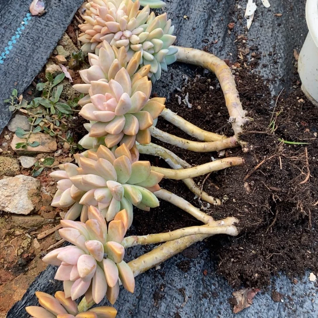 淡雪缀化1颗多肉植物