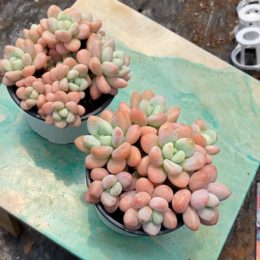 【闪购商品】百*2颗带盆带土洛可可