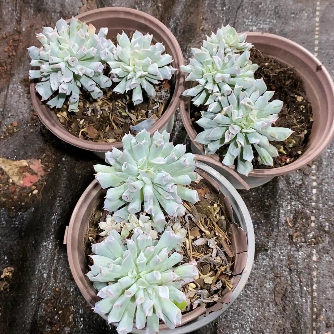 猪鼻子1盆多肉植物