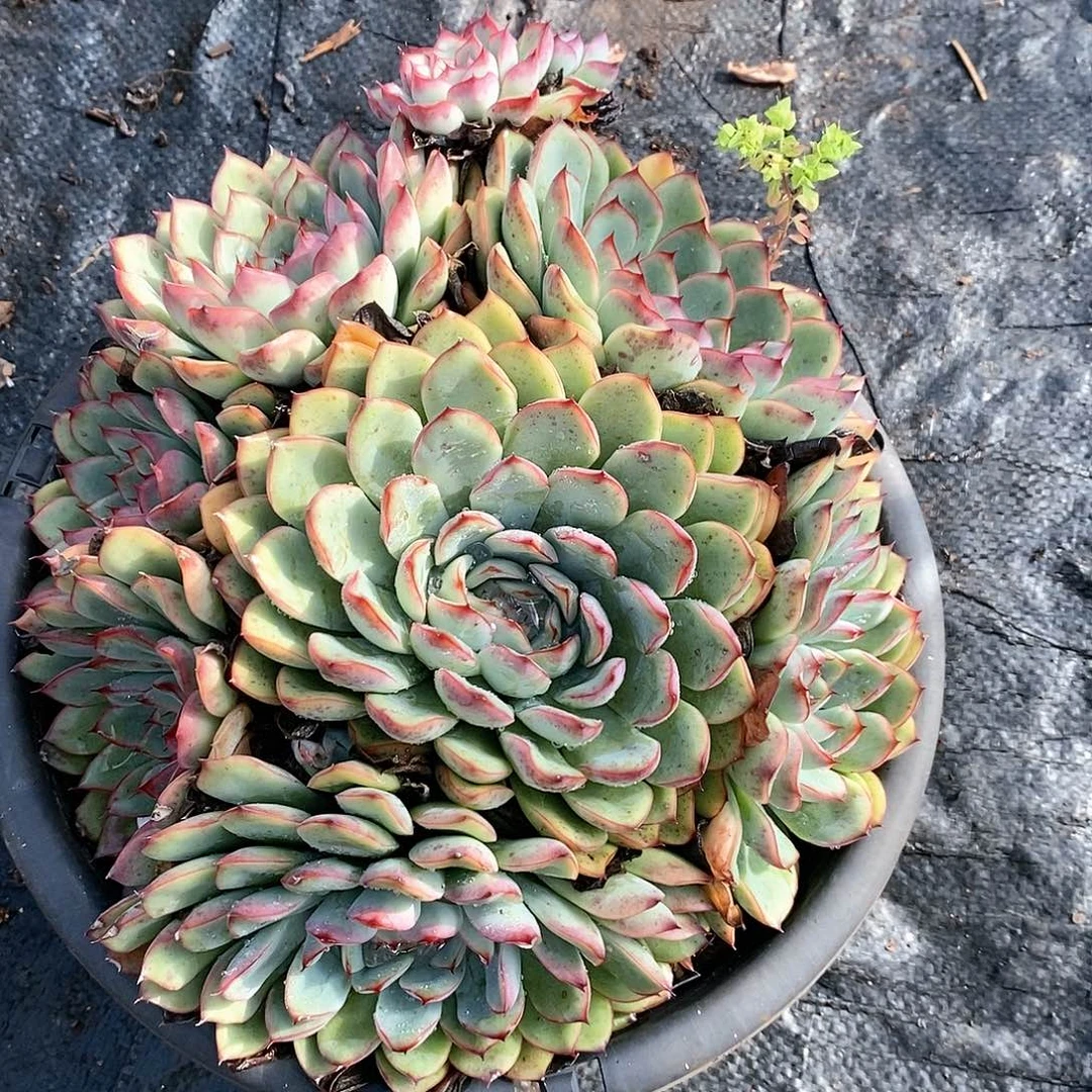 用****5大荷花1盆多肉植物