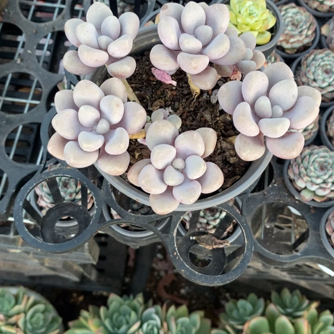 B**E艾桃1带盆带土多肉植物
