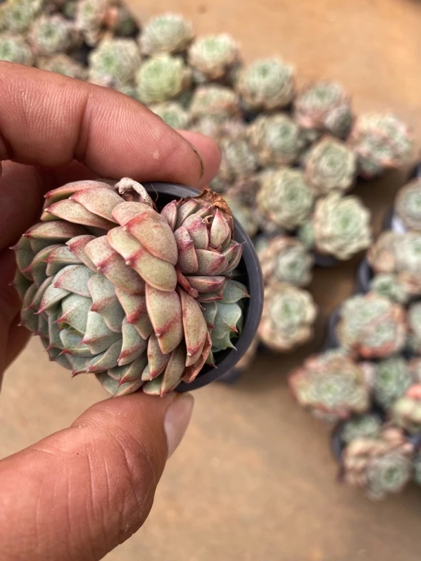 小苗笨巴4公分多肉植物 满9.9包邮