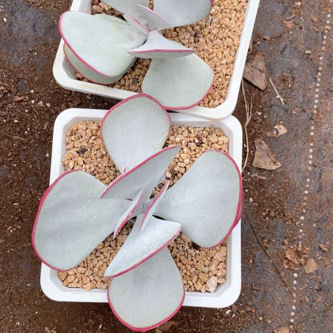 陈***姐白眉2颗多肉植物