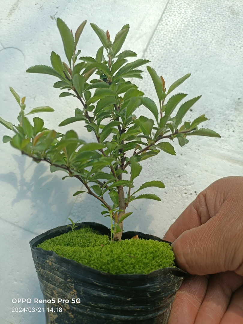 姬小町红花海棠苗一物一拍