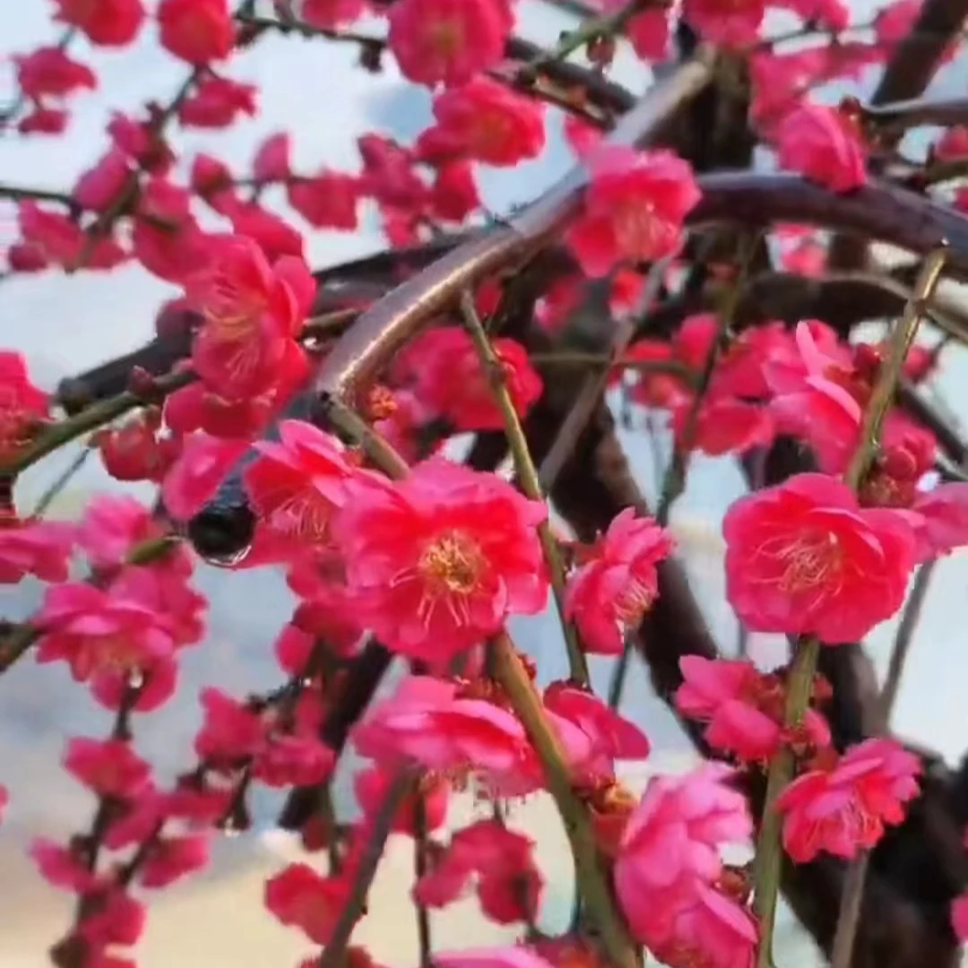 垂枝梅锦红垂枝梅花， 菲之丝垂枝梅花盆栽或地载