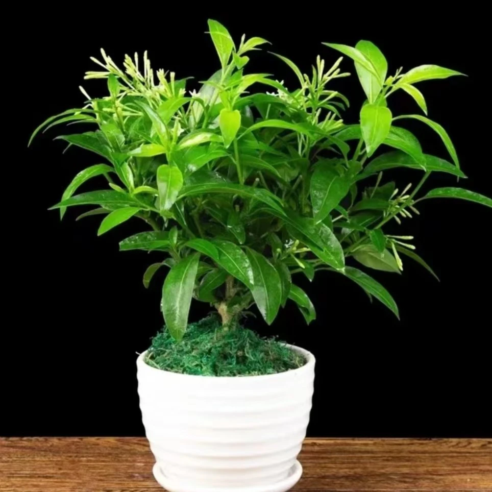 夜来香花卉绿植盆栽阳台庭院夏季开花驱蚊植物浓香型花卉易活好养