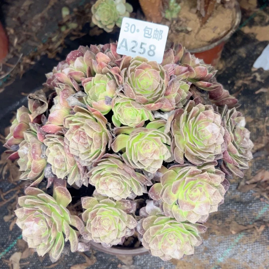 吴****)258多肉法师鲜花