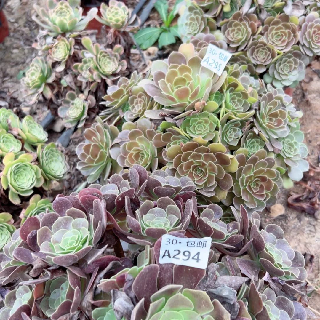 荷2颗多肉法师绿植鲜花