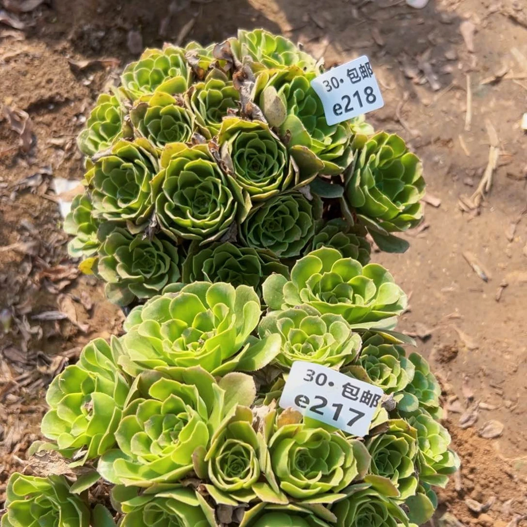 2颗多肉法师绿植侧枝不包