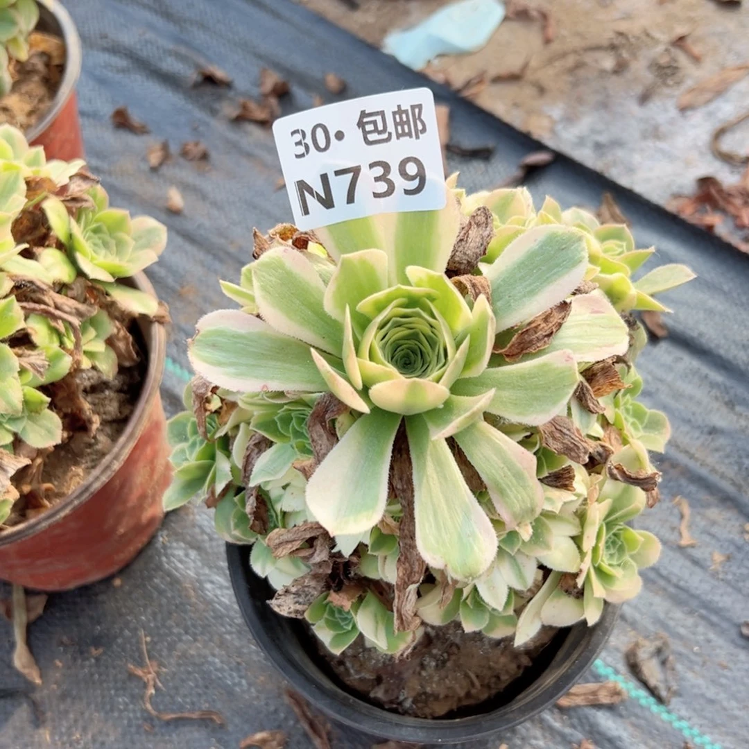 丽*739 多肉法师绿植鲜花