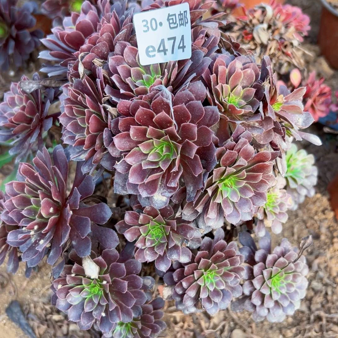 豆*✌474 多肉法师绿植