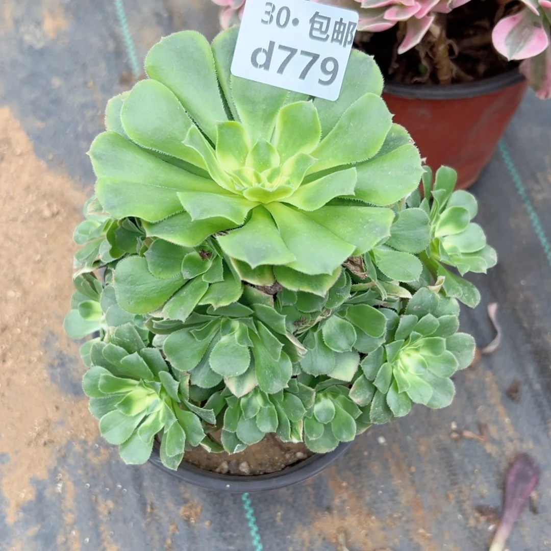 779 多肉法师绿植