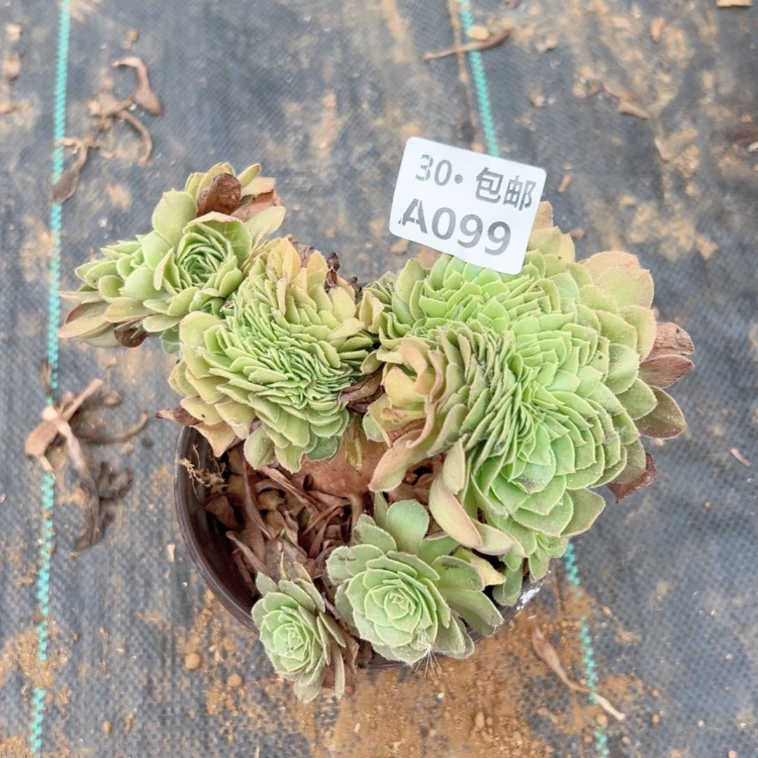 汤*人099 多肉法师绿植鲜花