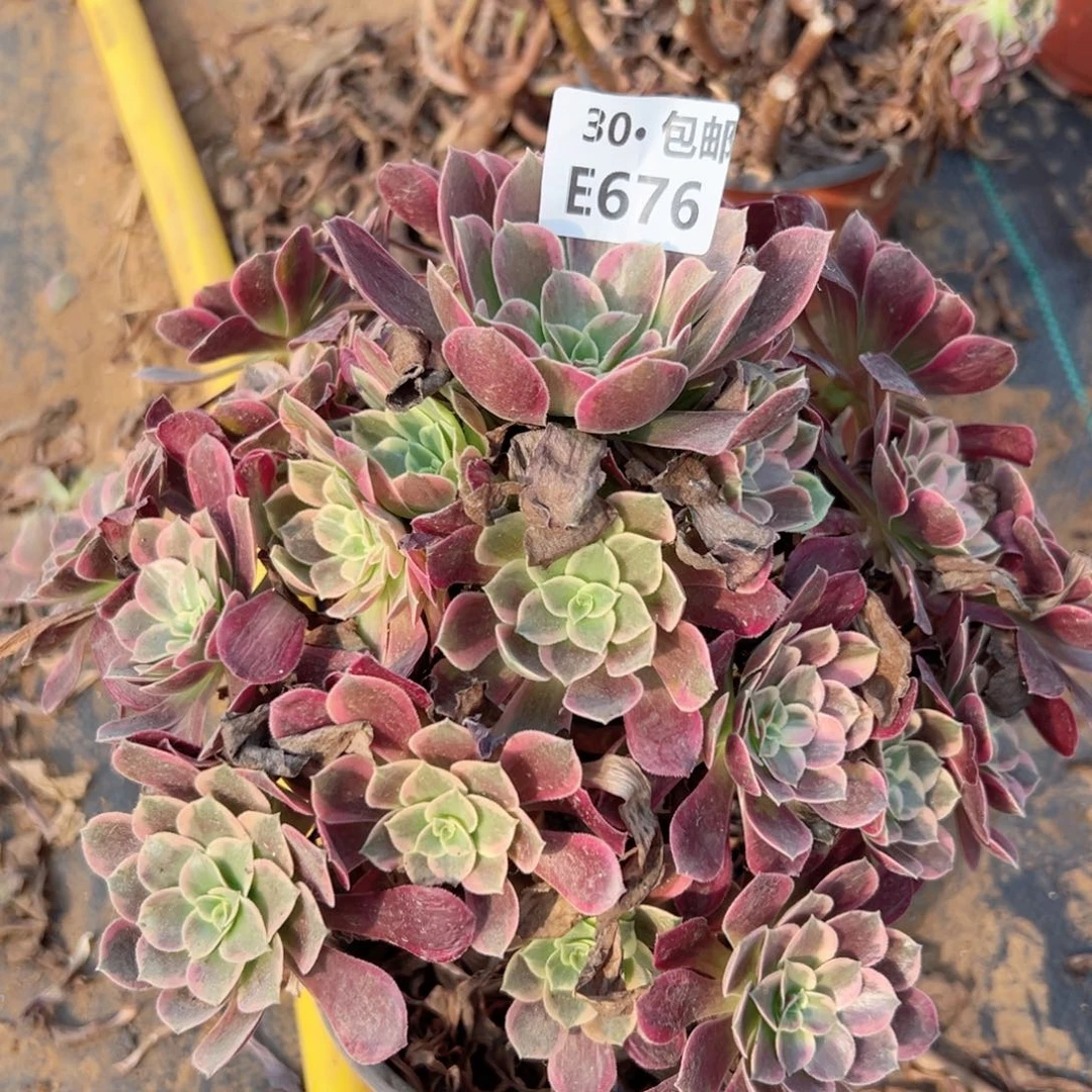 676 多肉法师绿植