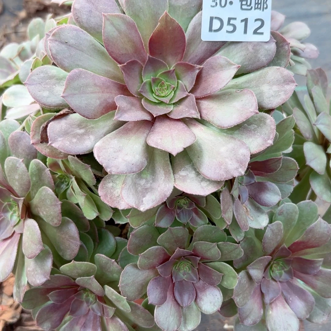 512 多肉法师侧枝不包