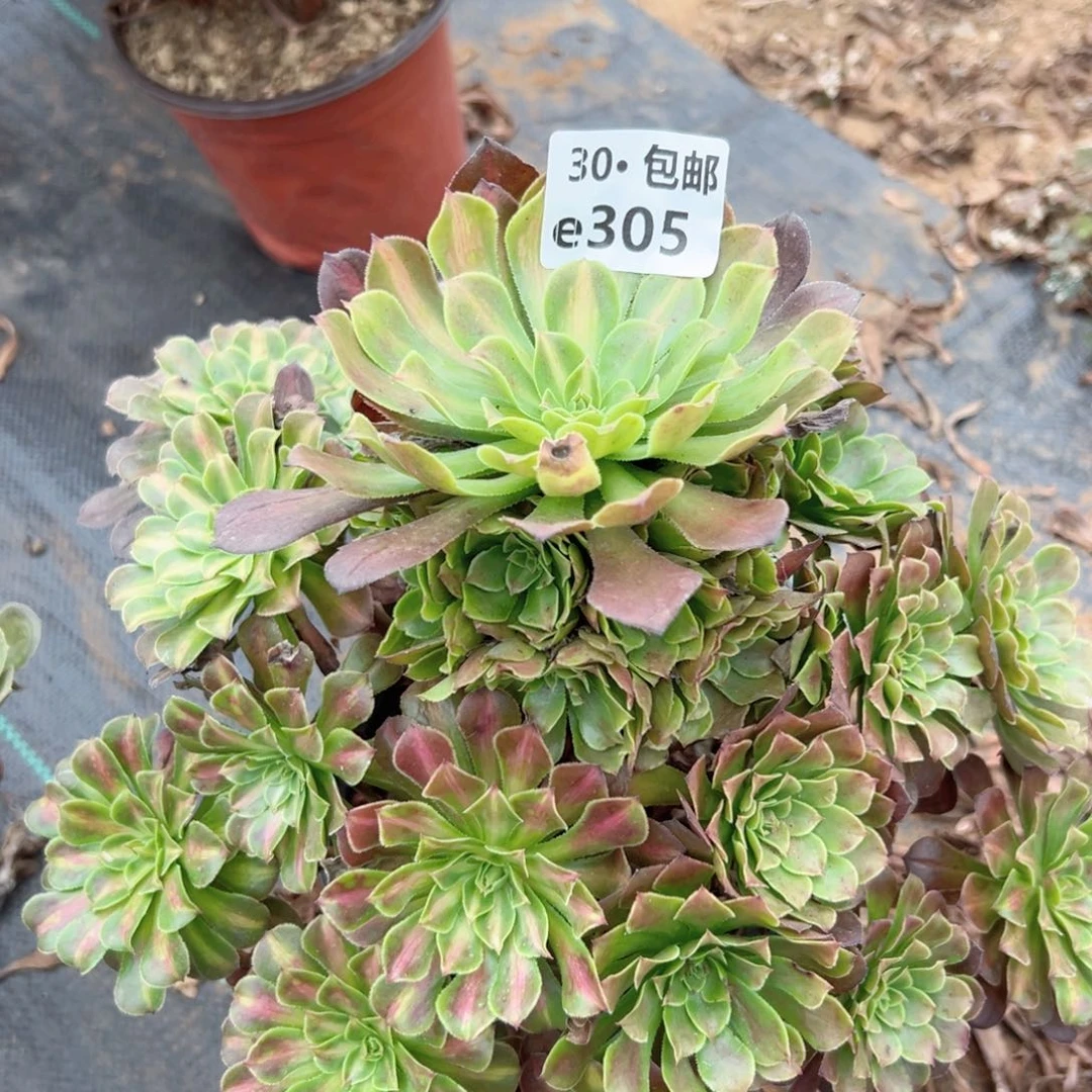 305 铜湖中班多肉法师绿植