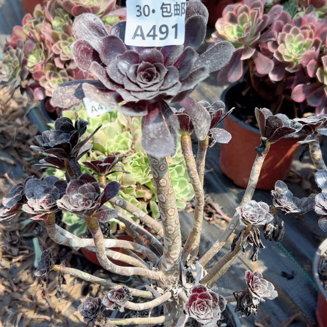 491 多肉法师绿植鲜花