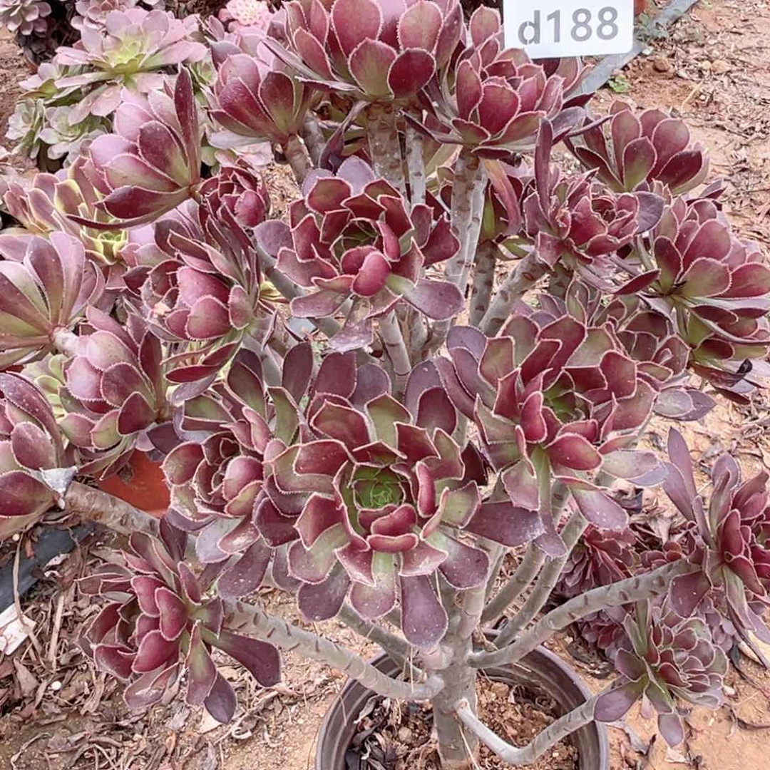 188黑法多肉法师绿植