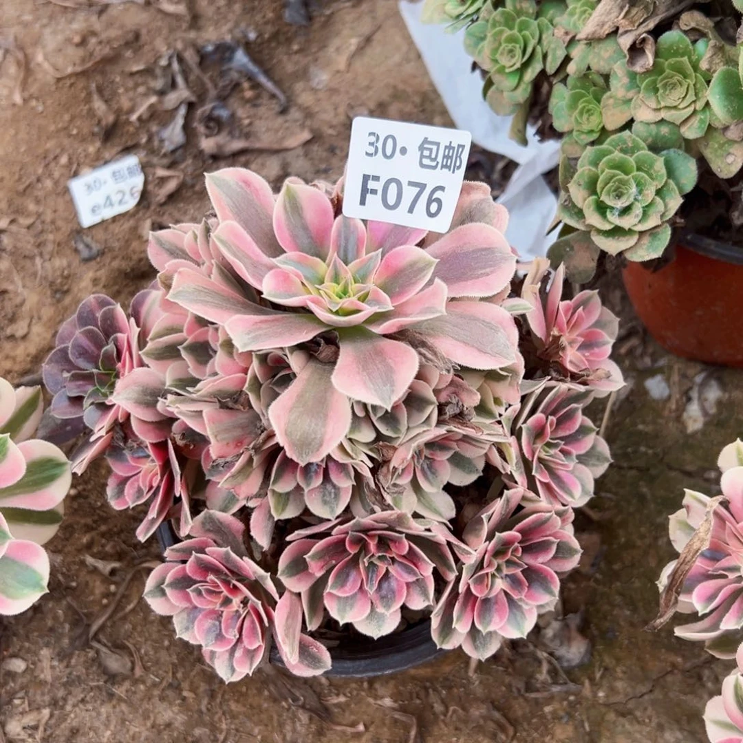 幺*子076 多肉法师绿植