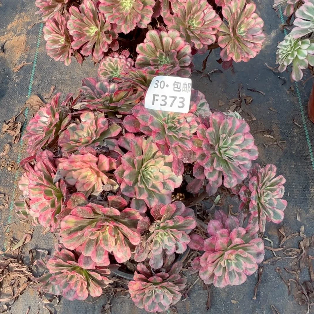 静**你373 多肉法师绿植