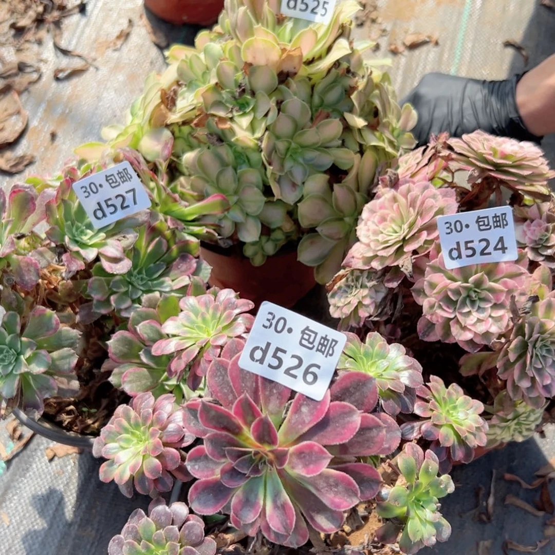 4颗多肉法师绿植