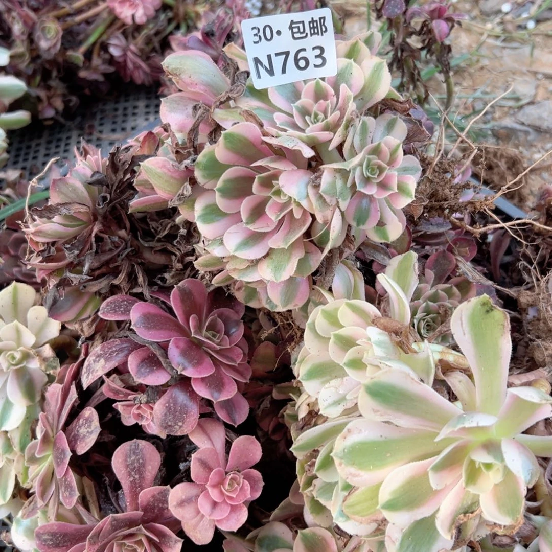 大****?763 多肉法师绿鲜花