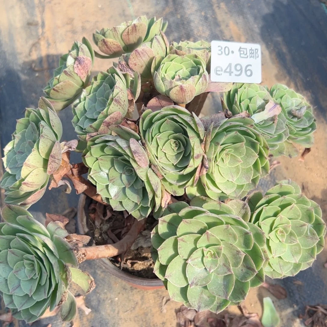 496 多肉法师绿植