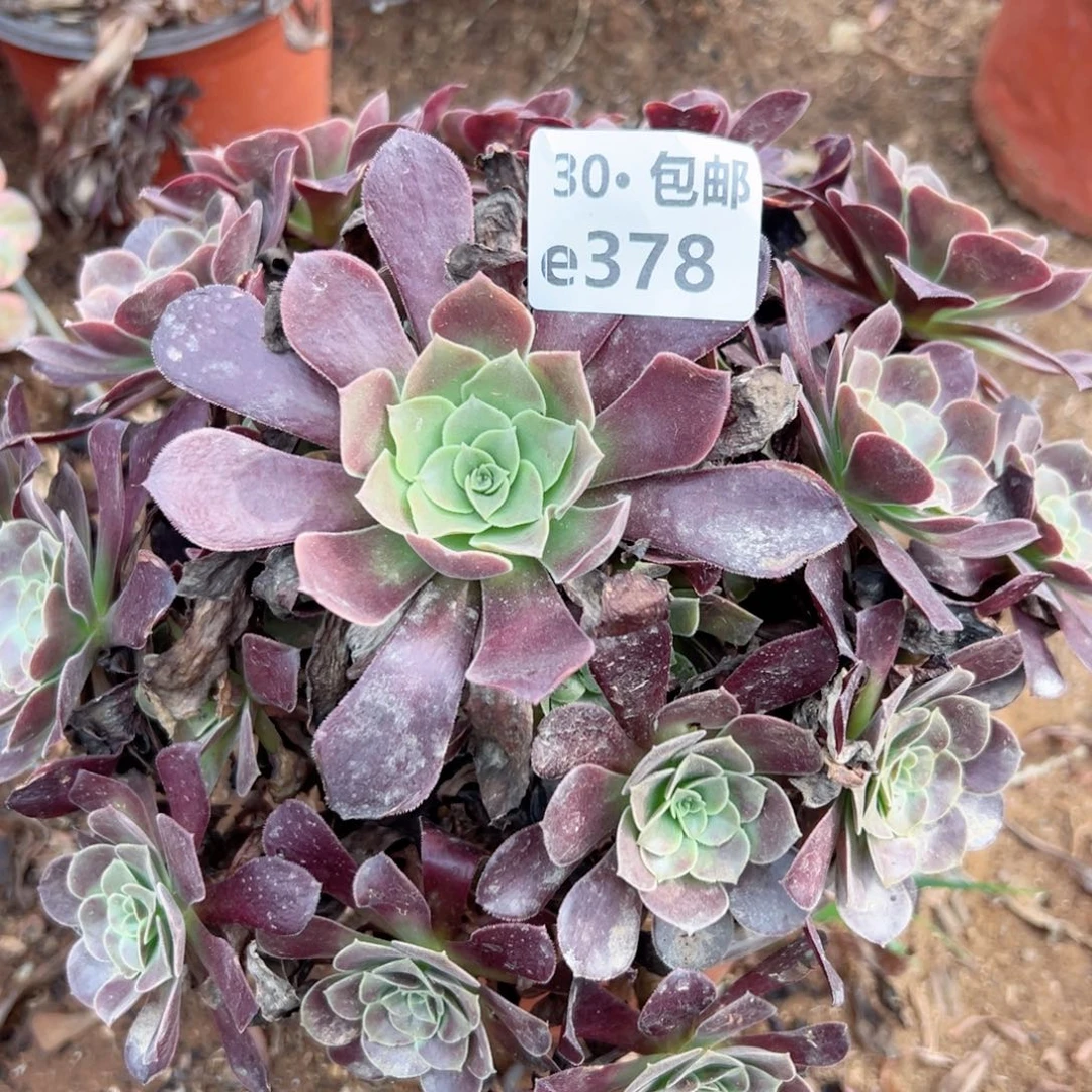 霜**绿378 多肉法师绿植