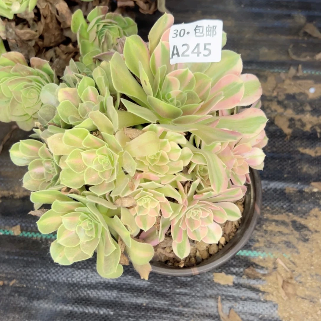 245 多肉法师绿植鲜花