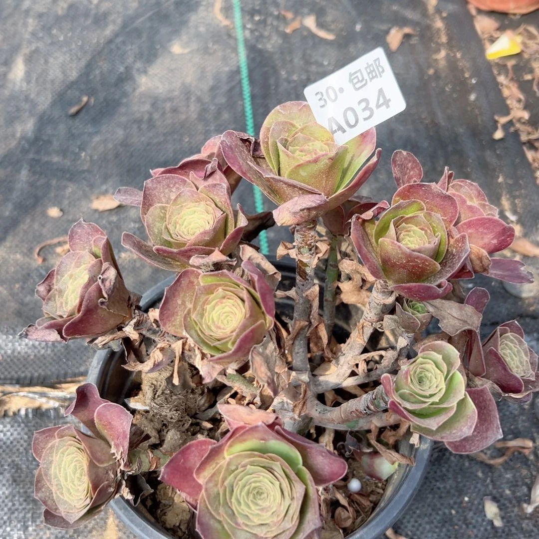 阳**媚034多肉法师鲜花