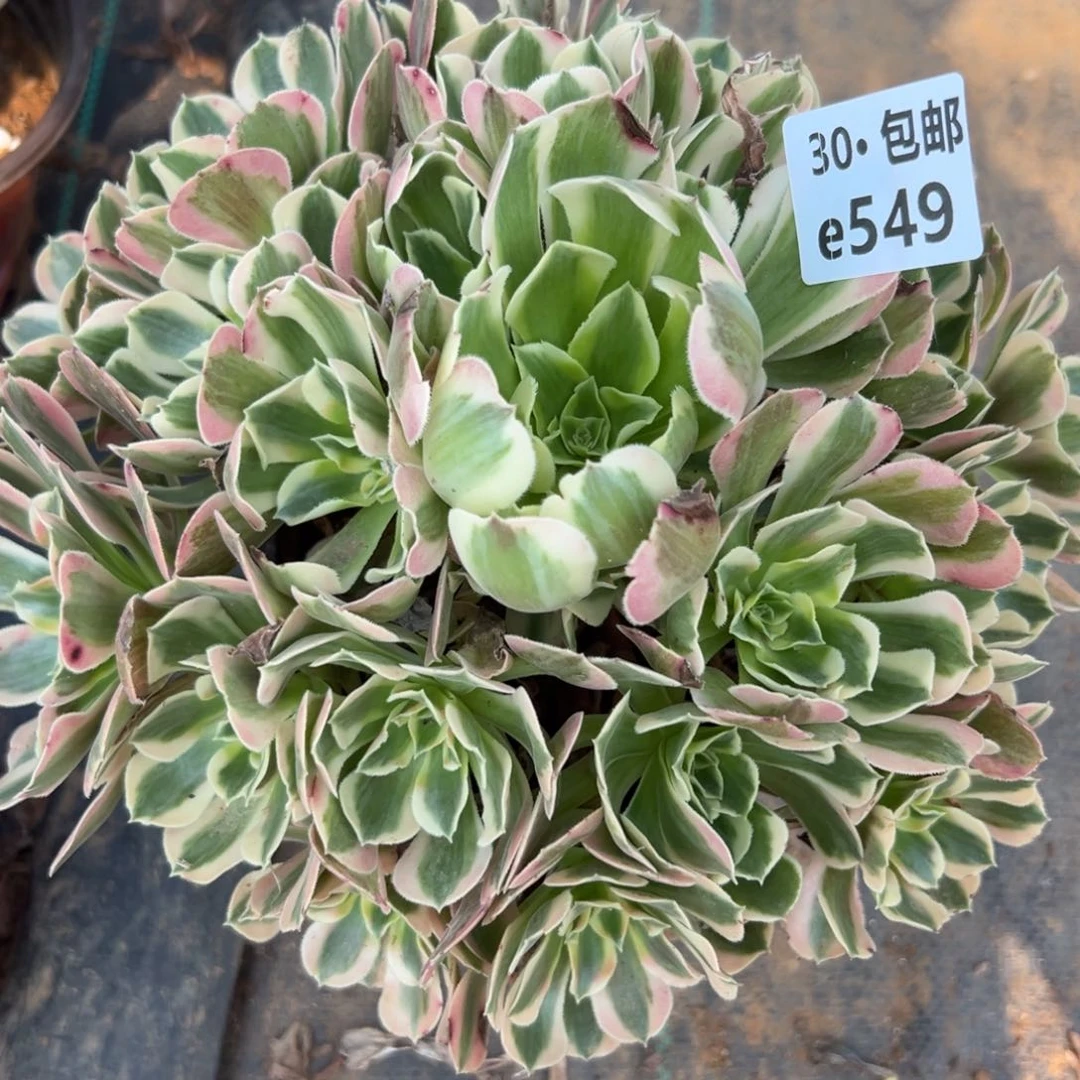 549 多肉法师绿植