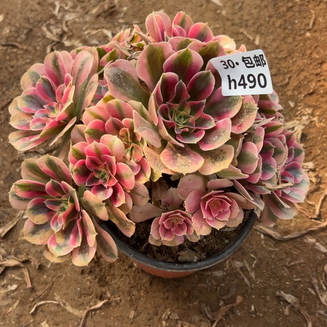 490 多肉法师鲜花