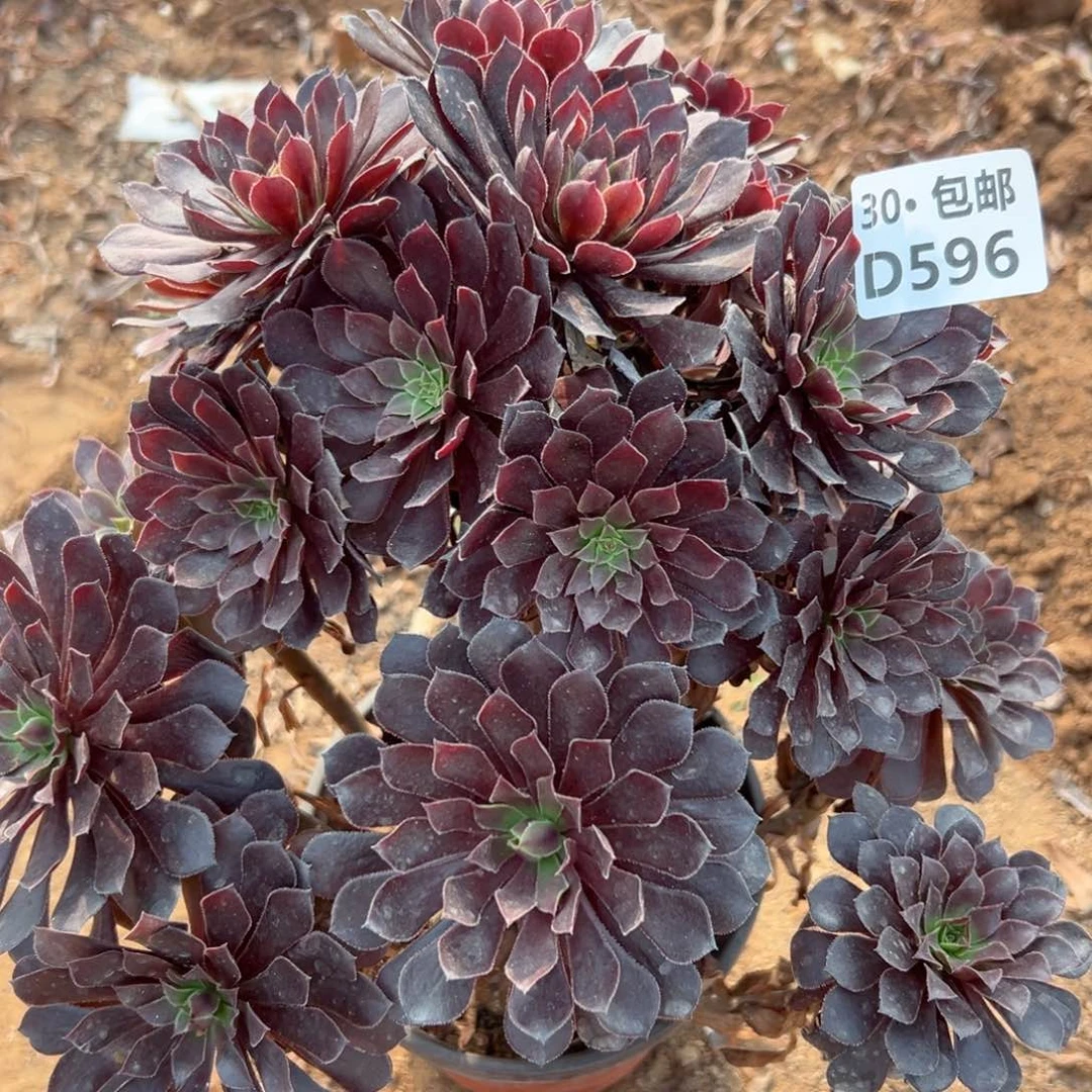 596黑铜多肉法师侧枝不包