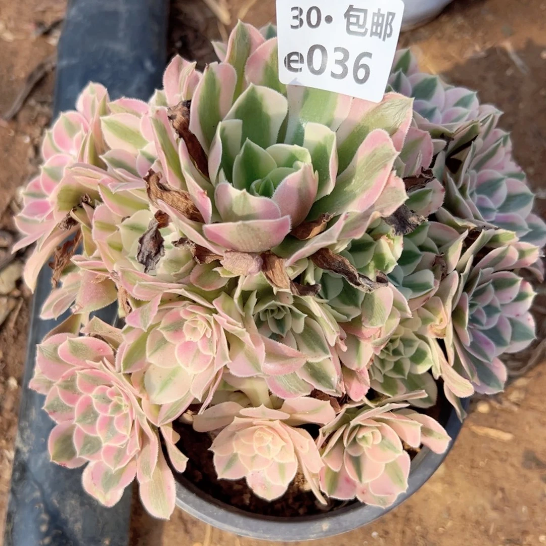 帕*036 多肉法师绿植