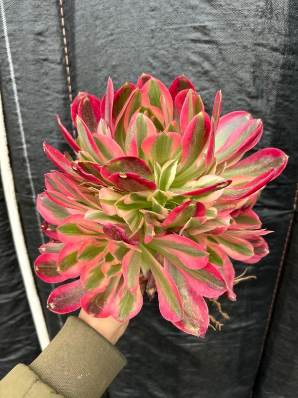 粉女巫法师多肉，两三层的手捧，很好的潜力股，划算