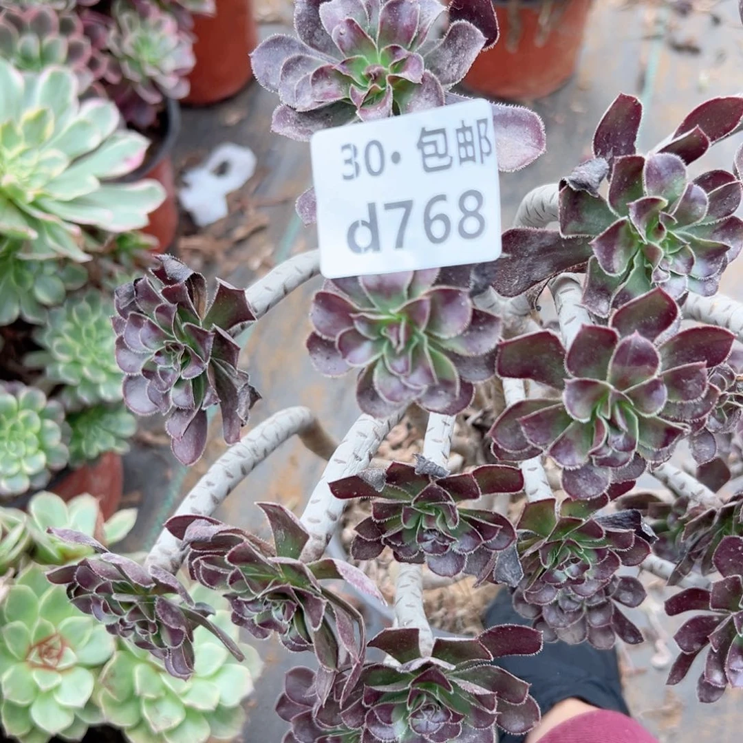 吕768 多肉法师绿植