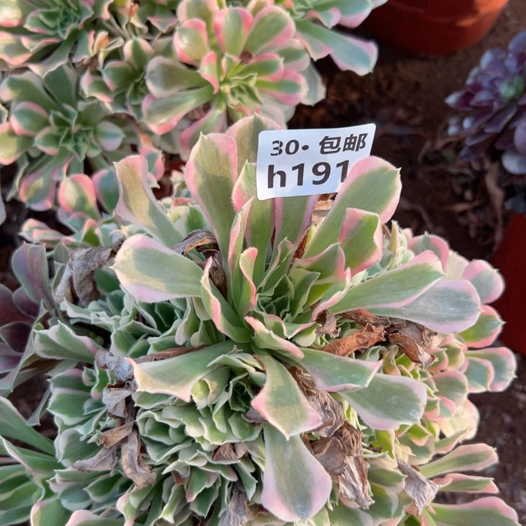 兰*191 多肉法師綠植側枝不包