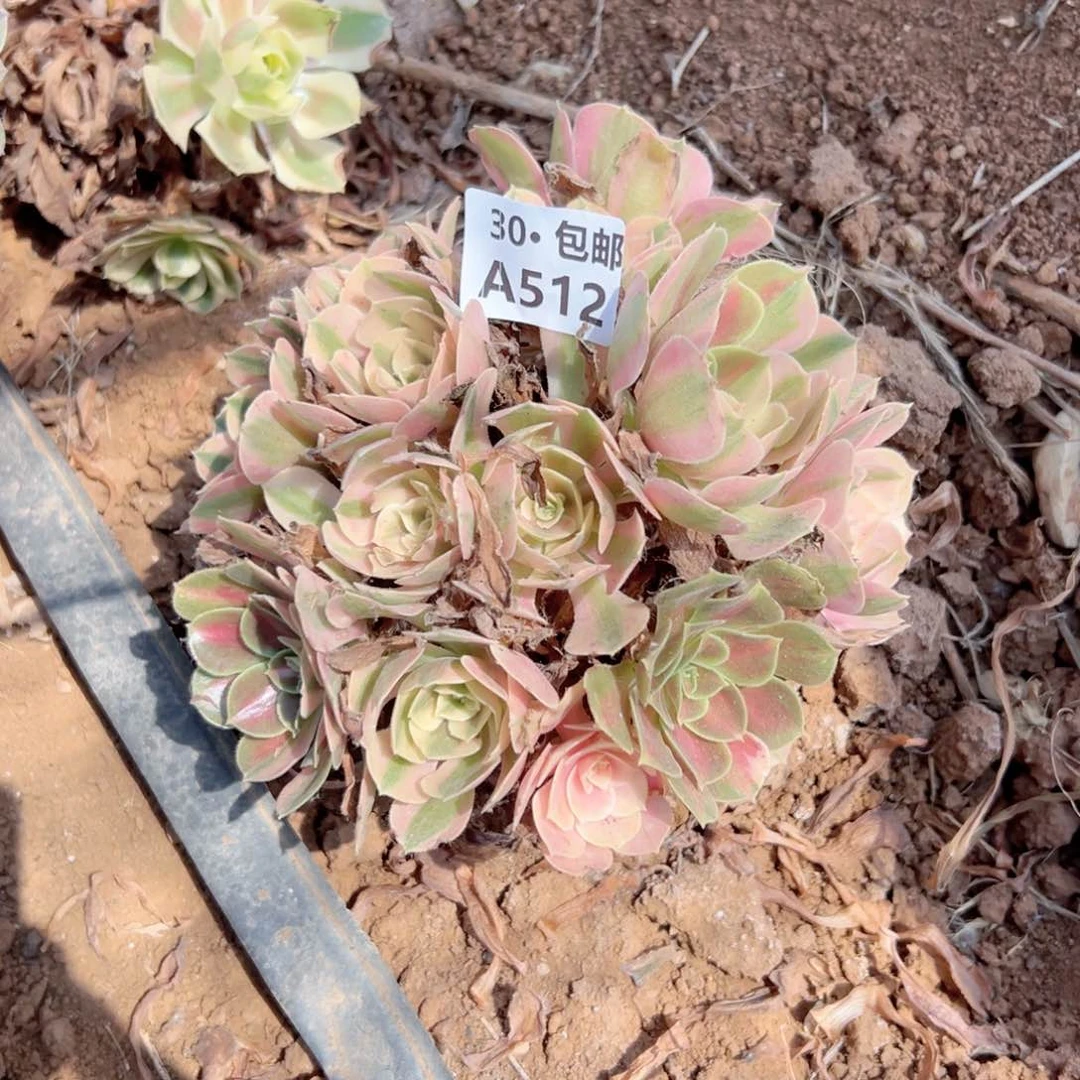 爱*512 多肉法师绿植鲜花