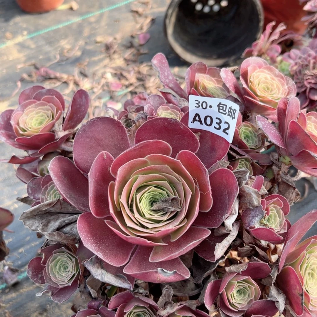 潘****3032 多肉法师鲜花绿植